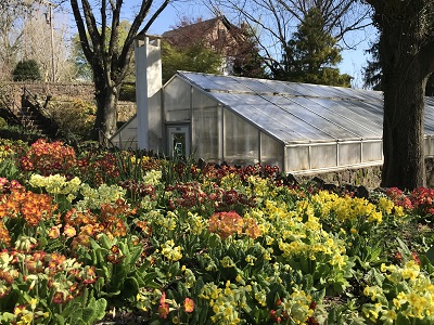 Primrose Garden